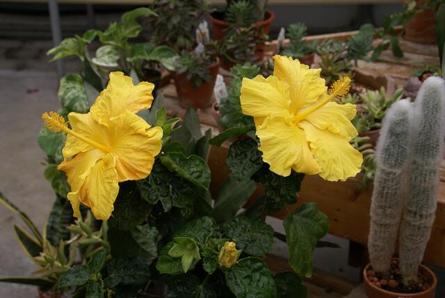 Im Blumenladen 1