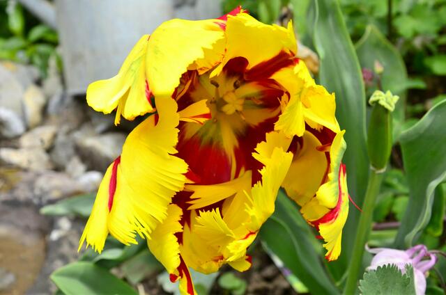 eine gigantische Tulpenblüte