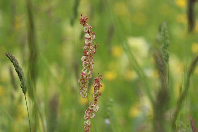 Stilblüte
