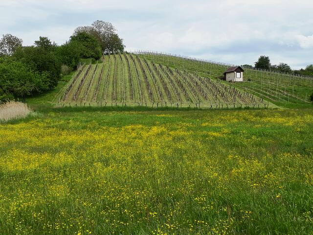 beim Pfingstmontagsspaziergang zwischen Kleingartach und Pfaffenhofen 1