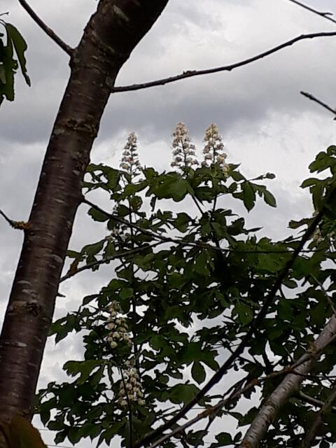 hinterm Zaun und zu weit weg: Kastanienblüten