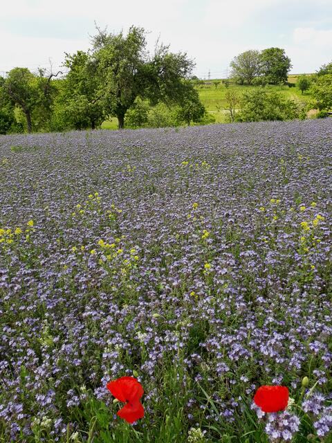 Bienenweide mit Mohn