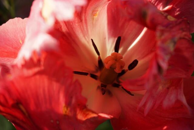 Tulpe
