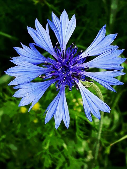 Pfingstmontag: Kornblume