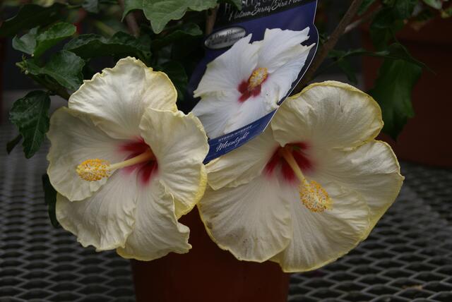 Im Blumenladen 2