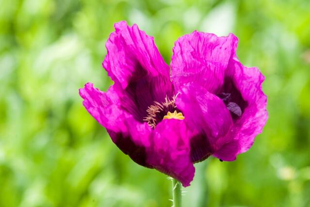 Lila Mohn