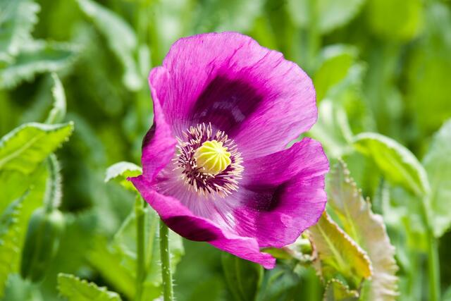 Mohn