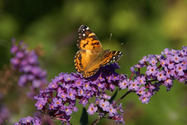 Sommerflieder