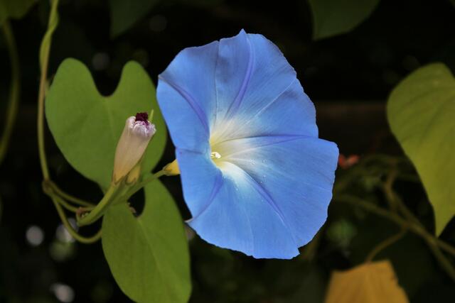 Die Blaue Blume - in meinem Garten