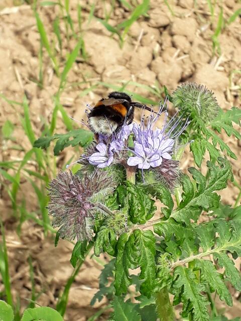 Pfingstmontagsspaziergang: große Hummel auf Bienenweide