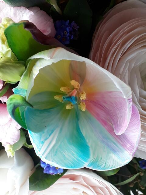 Diese Tulpe war in meinem Geburtstagsstrauß. Ohne "Kunst" hätte sie mir besser gefallen