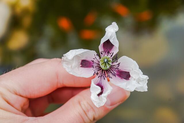 Weißer Mohn