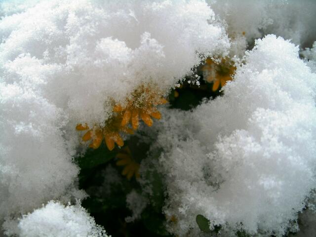 Blühendes Leben im Schnee