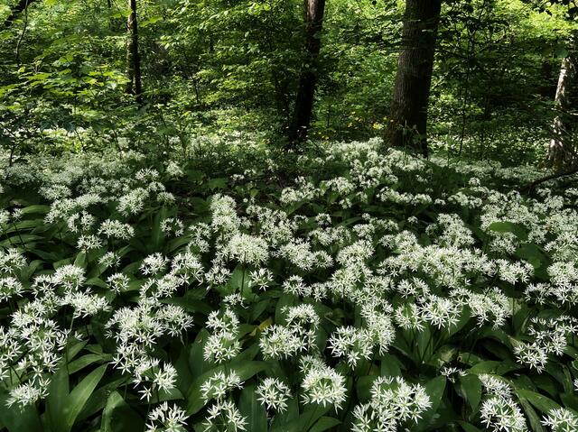 Bärlauch im Erlenbacher Wald