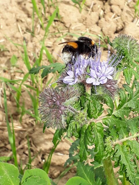 Pfingstmontag: die große Hummel