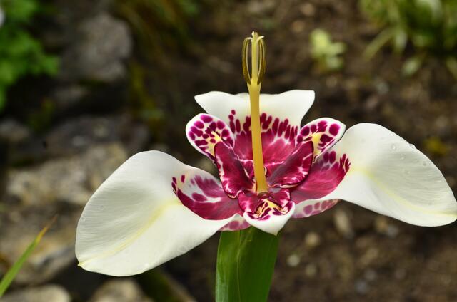 die Tigerblume, eine Schönheit im Garten