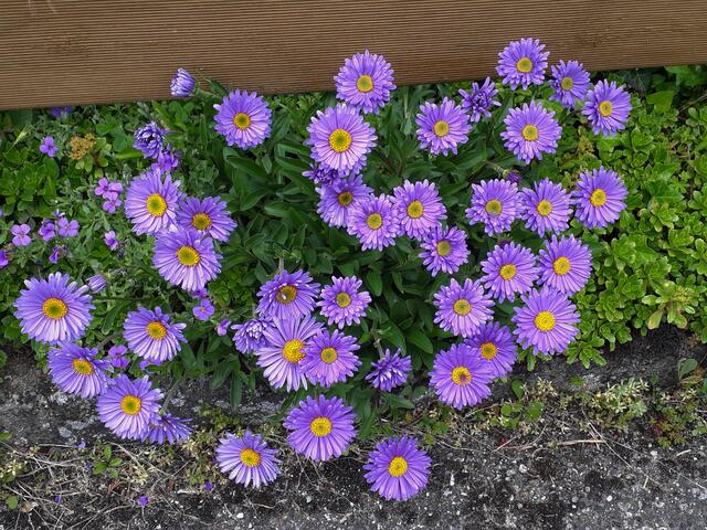 Vor unserem Gartenzaun