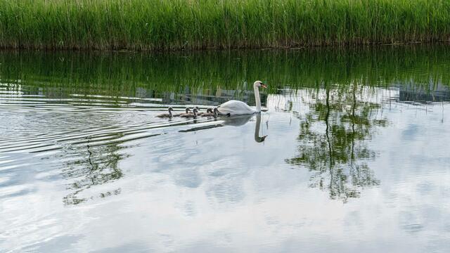 Schwäne am Neckarbogen Heilbronn
