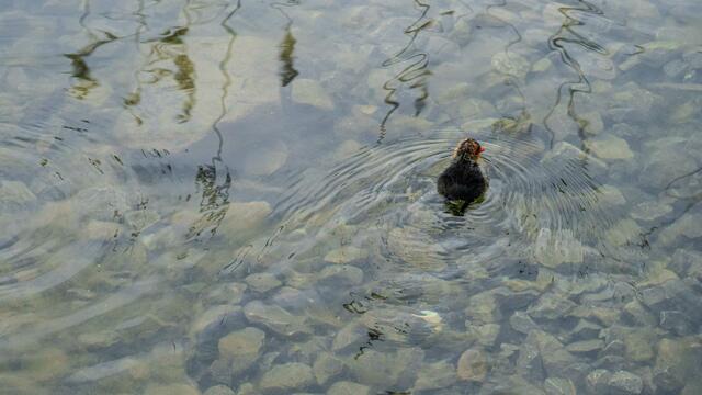 Blesshuhn mit Nachwuchs am Neckarbogen Heilbronn