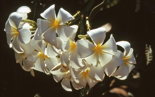 Frangipani