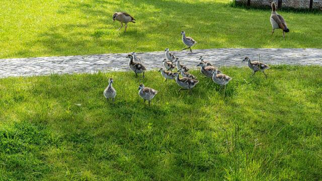 Junge Nilgänse auf dem Gelände Neckarbogen