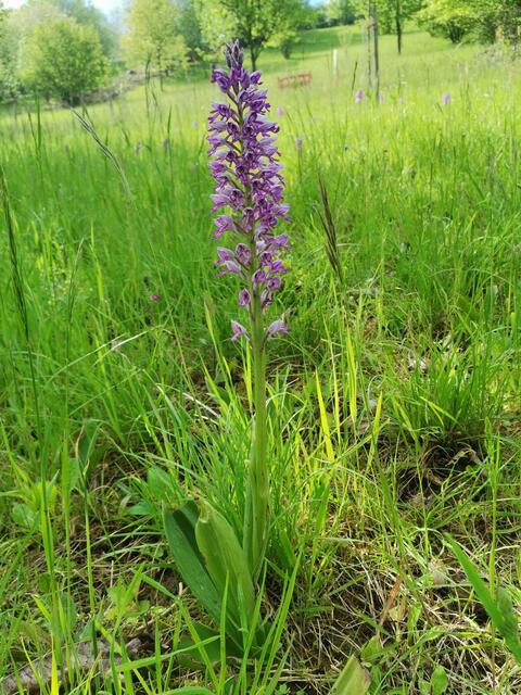 Knabenkraut in voller Blüte Krautheim / Jagst