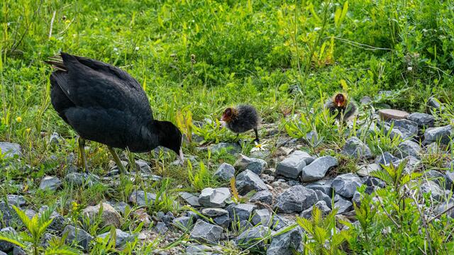 Blesshuhn mit Nachwuchs am Neckarbogen Heilbronn