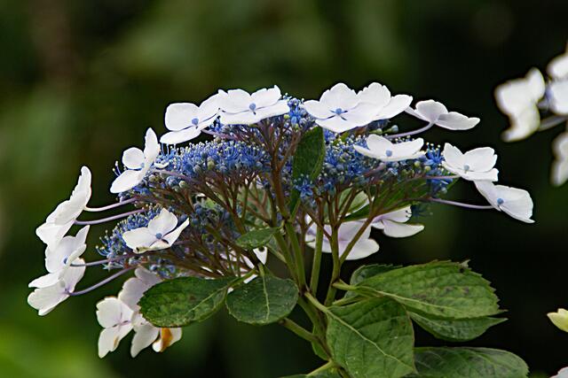 Hortensie