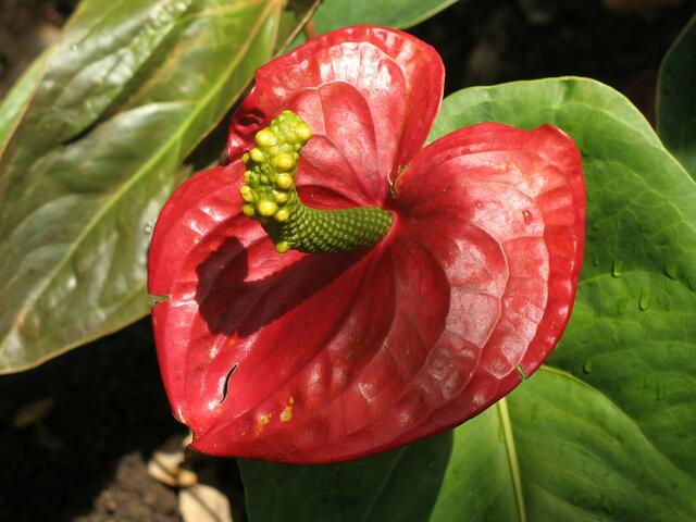 Flamingoblume