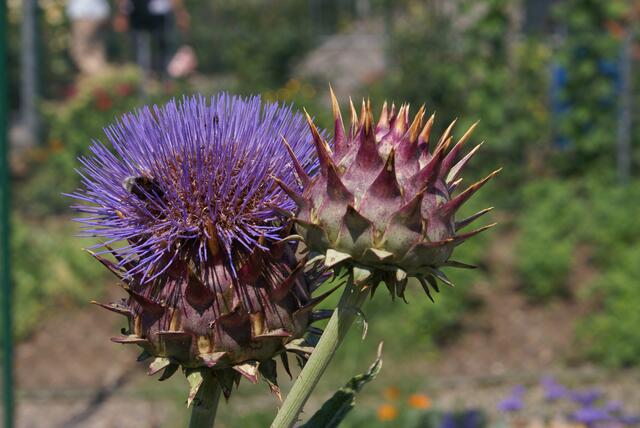 Distel mit Knospe