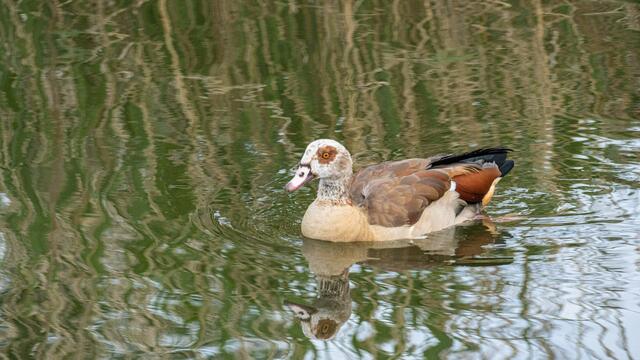 Nilgans am Neckarbogen Heilbronn