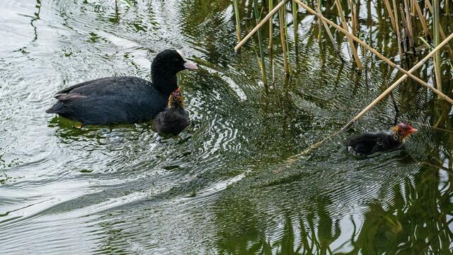 Blesshuhn mit Nachwuchs am Neckarbogen Heilbronn