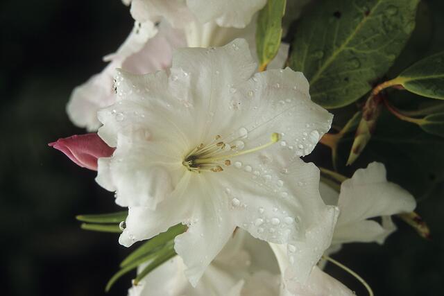 Rhododendron