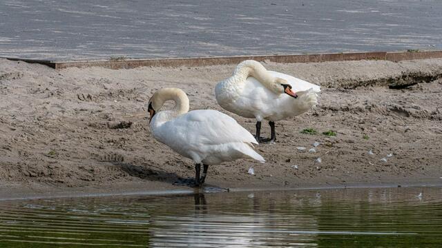 Schwäne am Neckarbogen Heilbronn