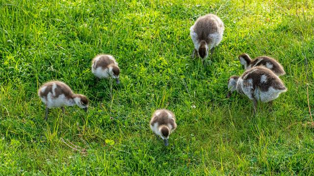 Junge Nilgänse auf dem Gelände Neckarbogen