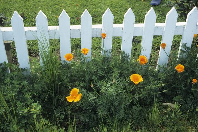 Goldmohn