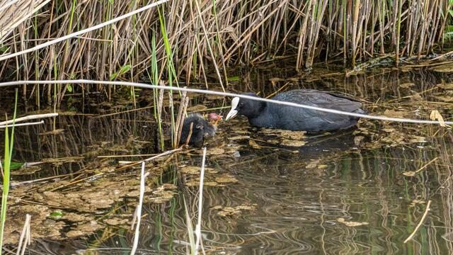 Blesshuhn mit Nachwuchs am Neckarbogen Heilbronn