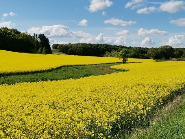 Rapsfeld bei Neunstetten