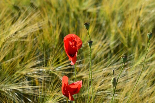 Kornfeld mit Mohnblüten