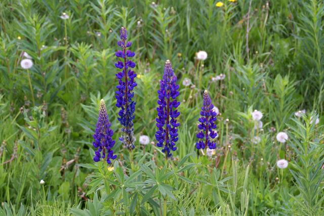 Lupinen