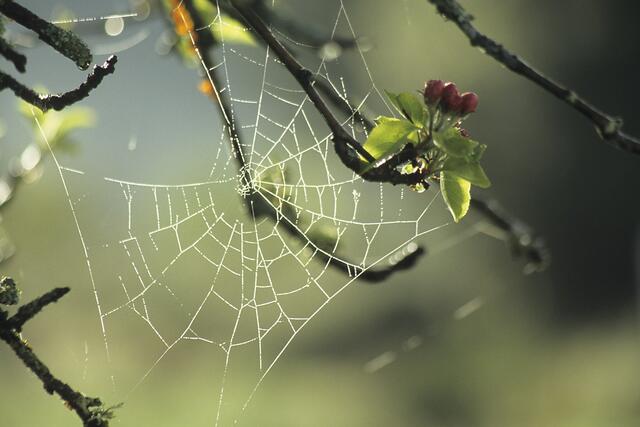 Spinnennetz im Apfelbaum