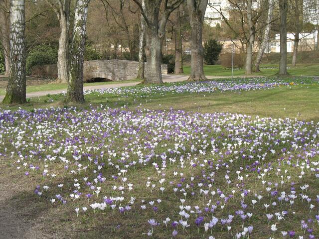 im Frühling ist der Pfühlpark mit Krokussen übersät