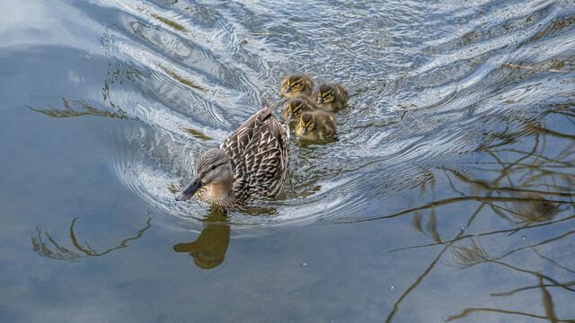 Enten im Neckar nähe Wohlgelegen