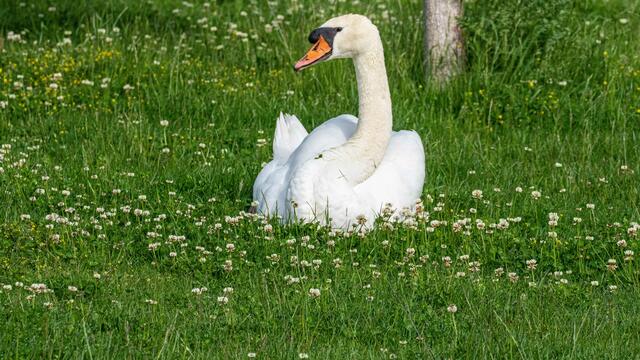 Schwäne am Neckarbogen Heilbronn