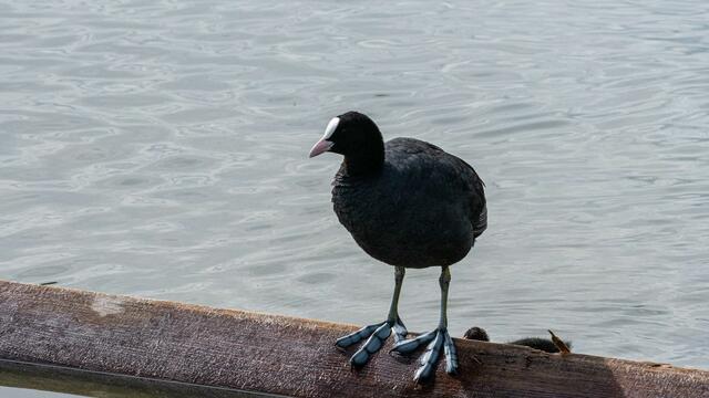 Blesshuhn mit Nachwuchs am Neckarbogen Heilbronn