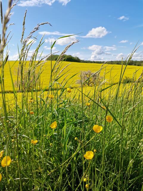 Rapsblüte bei Neunstetten