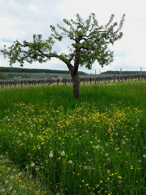 Baumstück bei Neipperg