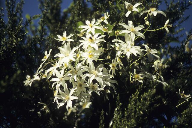 Clematis