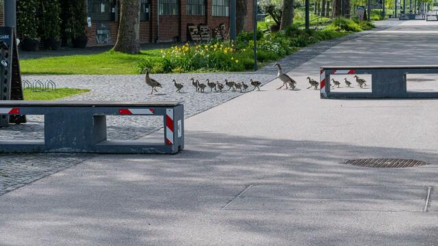 Junge Nilgänse auf dem Gelände Neckarbogen