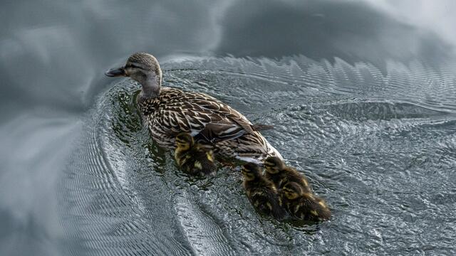 Enten im Neckar nähe Wohlgelegen